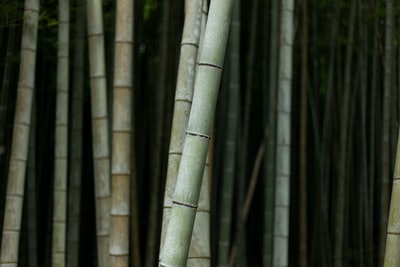 竹子的选择性聚焦摄影
